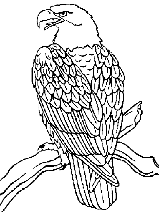 desene de colorat vultur